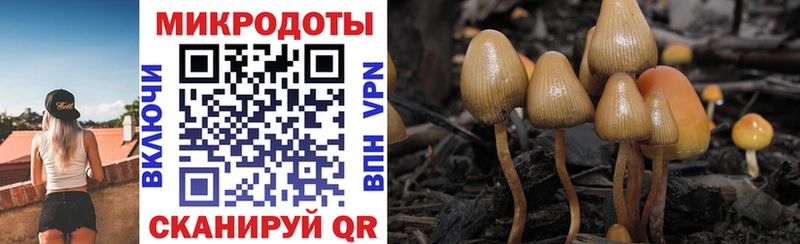 Псилоцибиновые грибы Psilocybine cubensis  Ирбит 